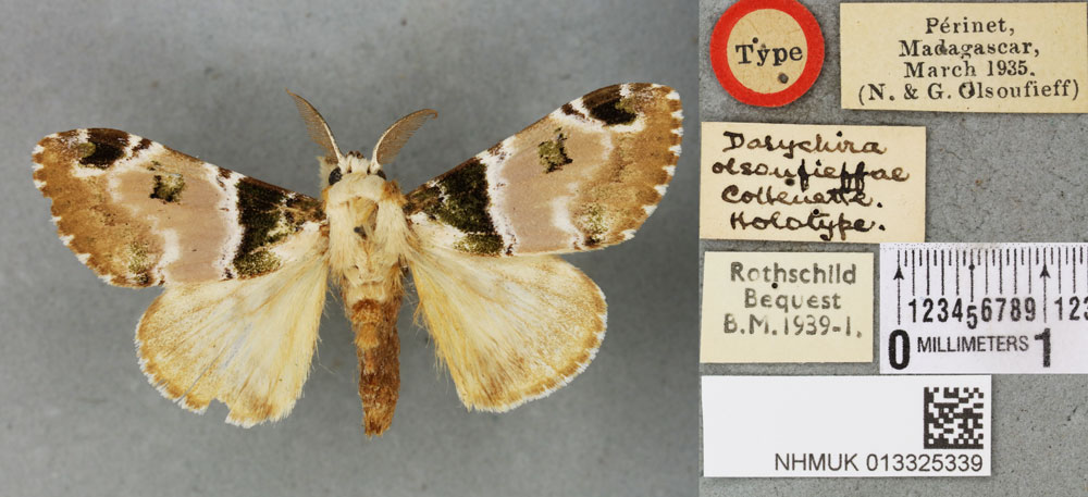 /filer/webapps/moths/media/images/O/olsoufieffae_Dasychira_HT_BMNHa.jpg