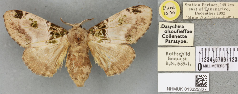 /filer/webapps/moths/media/images/O/olsoufieffae_Dasychira_PTF_BMNHa.jpg