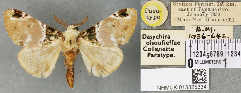 /filer/webapps/moths/media/images/O/olsoufieffae_Dasychira_PTM_BMNHa.jpg