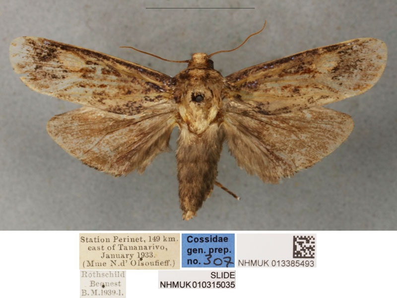 /filer/webapps/moths/media/images/O/olsoufieffae_Pseudocossus_HT_BMNH.jpg