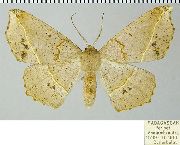 /filer/webapps/moths/media/images/O/olsoufieffae_Psilocerea_AF_ZSM.jpg