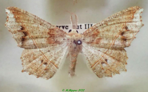 /filer/webapps/moths/media/images/O/olsoufieffae_Psilocerea_AM_PZBT.jpg