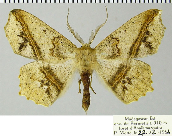 /filer/webapps/moths/media/images/O/olsoufieffae_Psilocerea_AM_ZSM.jpg