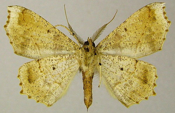 /filer/webapps/moths/media/images/O/olsoufieffae_Psilocerea_AM_ZSMb.jpg