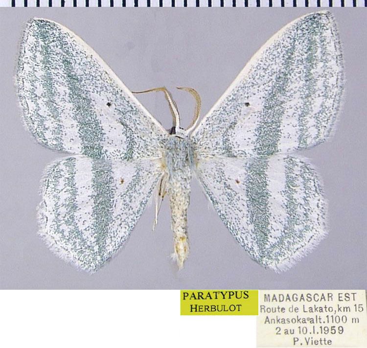/filer/webapps/moths/media/images/O/olsoufieffi_Epigelasma_PTM_ZSMa.jpg