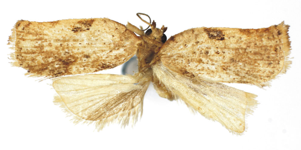 /filer/webapps/moths/media/images/O/oluduana_Choristoneura_HT_RMCA.jpg