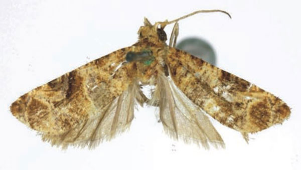 /filer/webapps/moths/media/images/O/oluducha_Lobesia_HT_RMCA.jpg