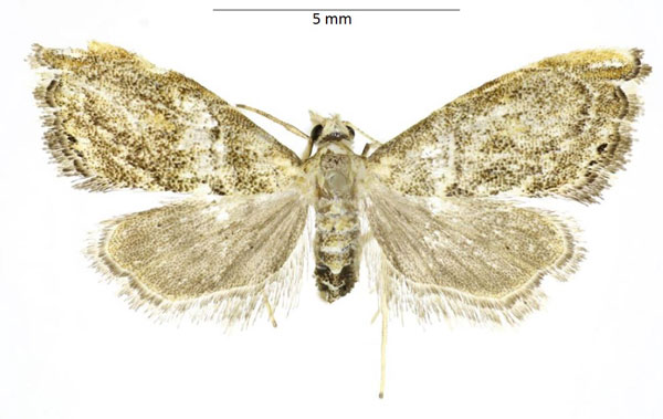 /filer/webapps/moths/media/images/O/oluloaiensis_Glaucocharis_PTF_ABSRC.jpg