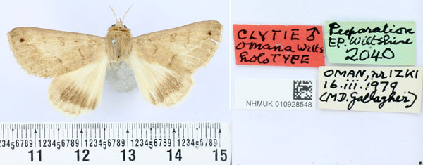 /filer/webapps/moths/media/images/O/omana_Clytie_HT_BMNH.jpg