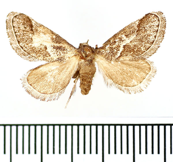 /filer/webapps/moths/media/images/O/omana_Deltoptera_AF_BMNH.jpg