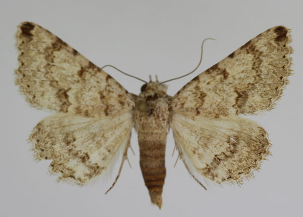 /filer/webapps/moths/media/images/O/omana_Heteropalpia_A_JMonks_02_I6fcEA5.jpg