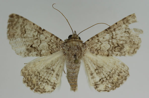 /filer/webapps/moths/media/images/O/omana_Heteropalpia_A_JMonks_03_PvodJpA.jpg