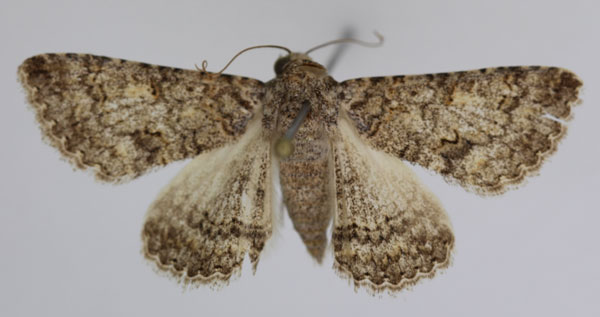 /filer/webapps/moths/media/images/O/omana_Heteropalpia_A_JMonks_04_lC9UtPU.jpg