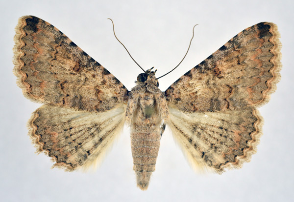 /filer/webapps/moths/media/images/O/omana_Heteropalpia_A_NHMO.jpg
