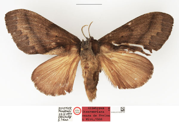 /filer/webapps/moths/media/images/O/omana_Stoermeriana_AT_NHMUK.jpg