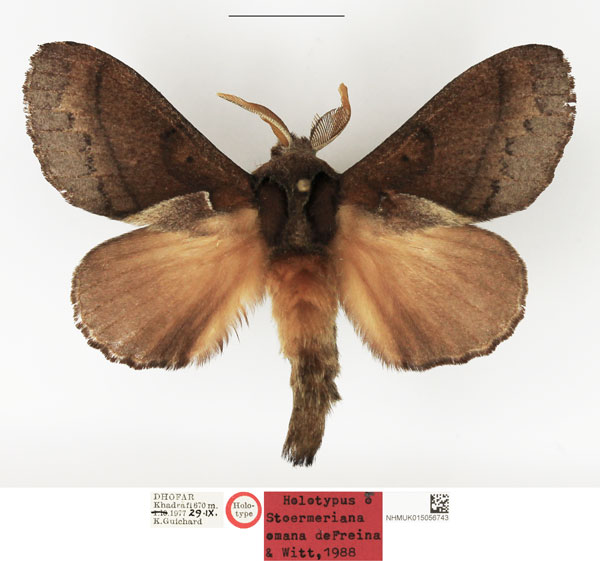 /filer/webapps/moths/media/images/O/omana_Stoermeriana_HT_NHMUK.jpg