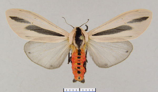 /filer/webapps/moths/media/images/O/omanirana_Creatonotos_HT_MWM.jpg