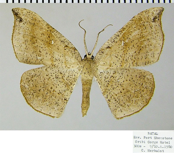 /filer/webapps/moths/media/images/O/ommatoclesis_Epigynopteryx_AF_ZSMa.jpg