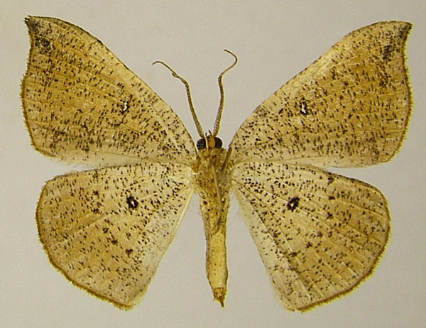 /filer/webapps/moths/media/images/O/ommatoclesis_Epigynopteryx_AF_ZSMb.jpg