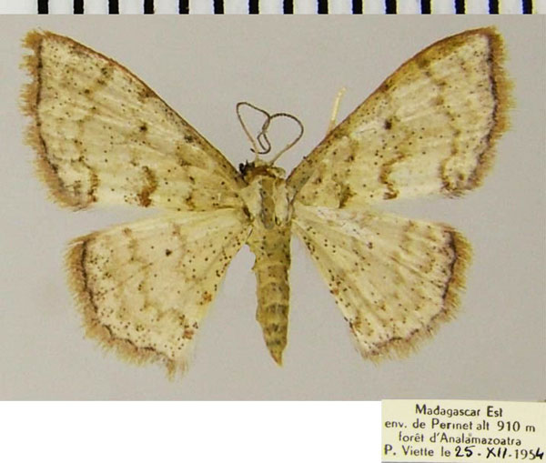 /filer/webapps/moths/media/images/O/omnisona_Scopula_AF_ZSM.jpg