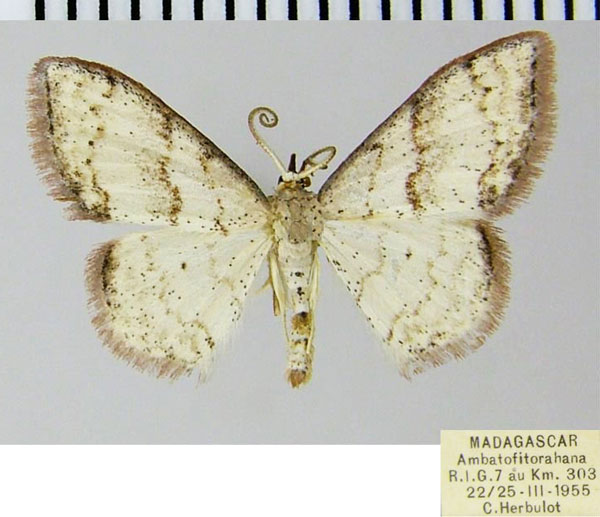 /filer/webapps/moths/media/images/O/omnisona_Scopula_AM_ZSMa.jpg