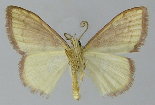 /filer/webapps/moths/media/images/O/omnisona_Scopula_AM_ZSMb.jpg