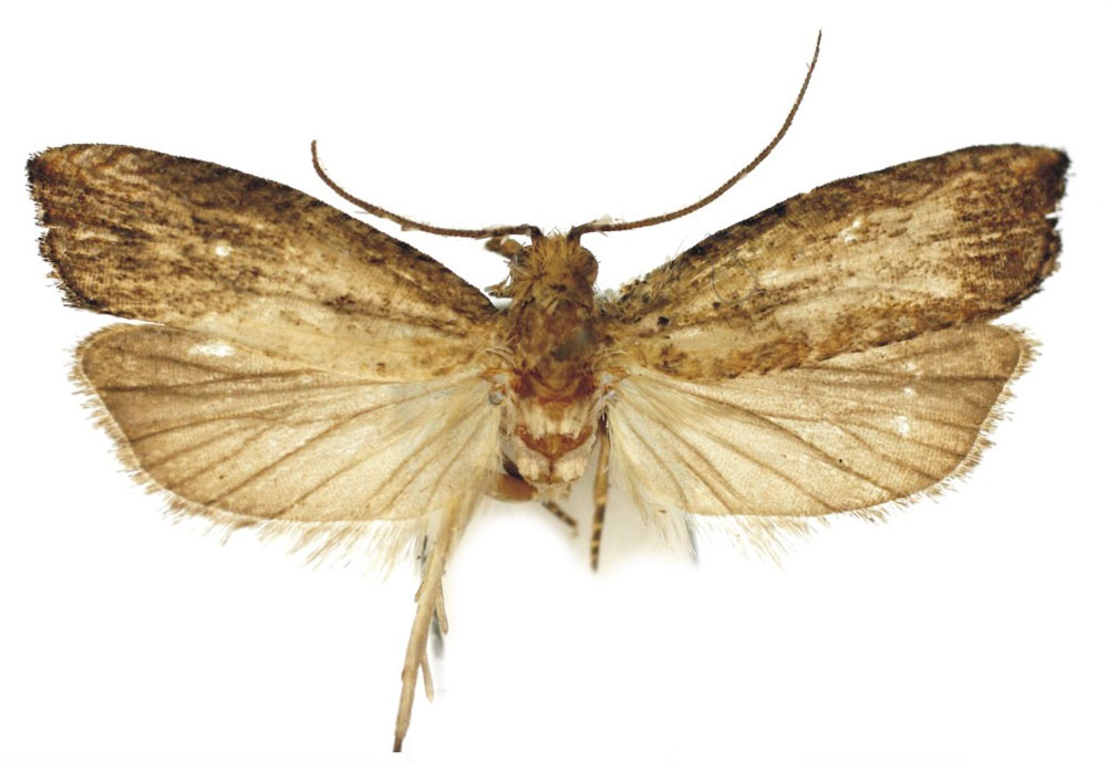 /filer/webapps/moths/media/images/O/omoiosa_Bactra_HT_Bassi.jpg