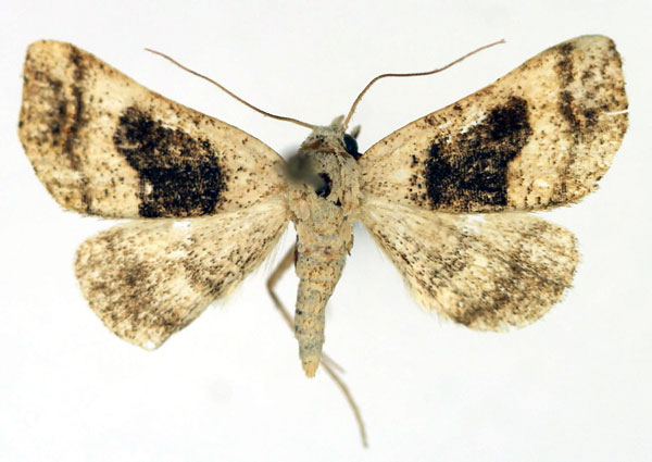 /filer/webapps/moths/media/images/O/omoptila_Baniana_AM_Aulombard.jpg