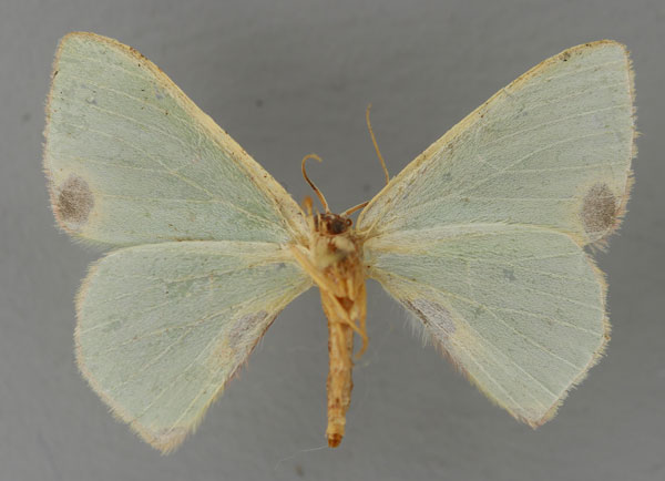 /filer/webapps/moths/media/images/O/omorrhodia_Lophorrhachia_A_ZSM_02.jpg