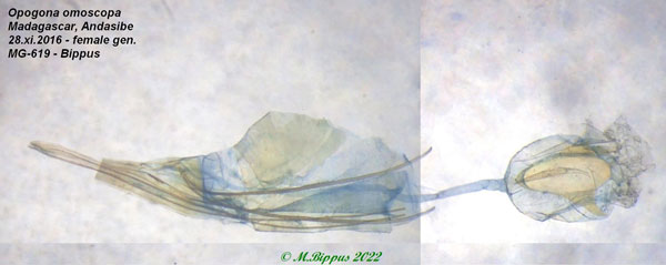 /filer/webapps/moths/media/images/O/omoscopa_Opogona_GF_Bippus.jpg