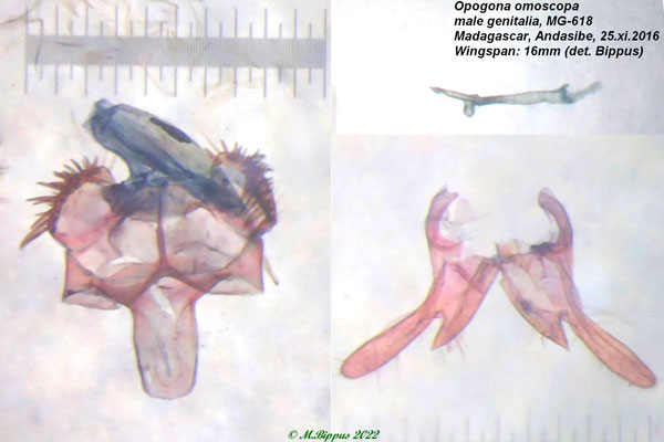 /filer/webapps/moths/media/images/O/omoscopa_Opogona_GM_Bippus.jpg