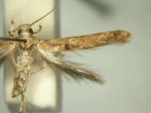 /filer/webapps/moths/media/images/O/omphalias_Microcolona_HT842_TMSA_02.jpg