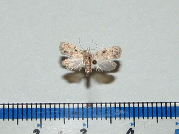 /filer/webapps/moths/media/images/O/omphalota_Nola_A_Goff_02.jpg
