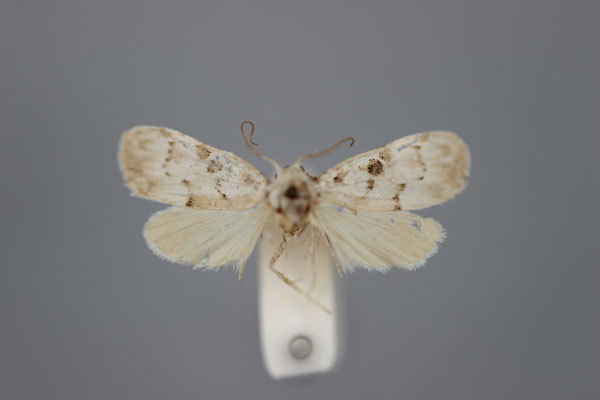 /filer/webapps/moths/media/images/O/omphalota_Nola_LT_BMNH.jpg