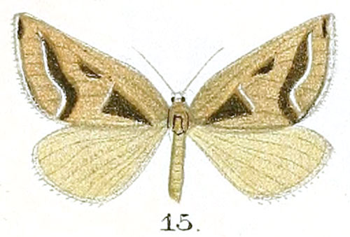 /filer/webapps/moths/media/images/O/oncodogramma_Pseudomaenas_HT_Prout_16-15.jpg