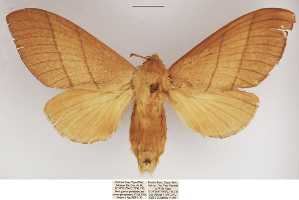 /filer/webapps/moths/media/images/O/ondulosa_Euphorea_AF_TMSA.jpg