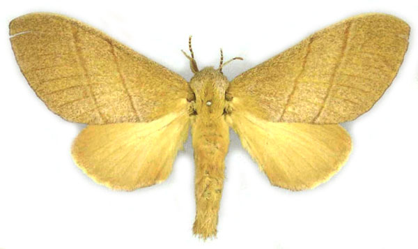 /filer/webapps/moths/media/images/O/ondulosa_Taragama_HT_MfN.jpg