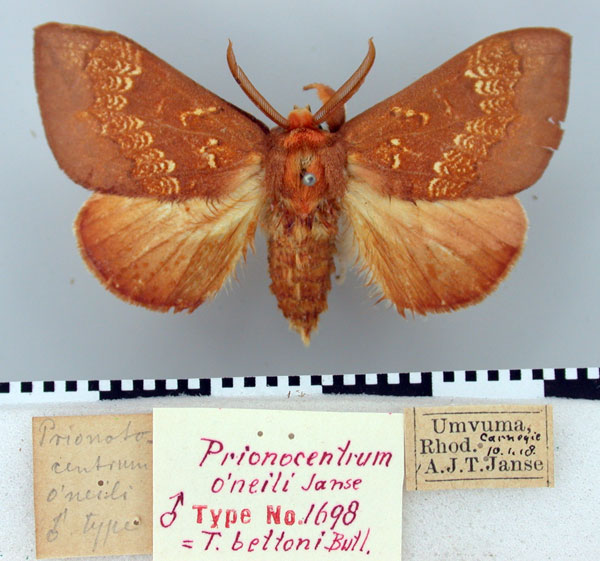 /filer/webapps/moths/media/images/O/oneili_Prionocentrum_ST_TMSA.jpg