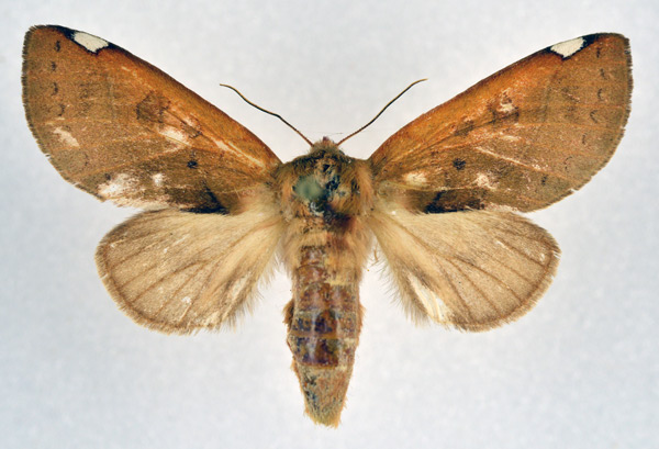 /filer/webapps/moths/media/images/O/oneili_Scalmicauda_AF_NHMO.jpg