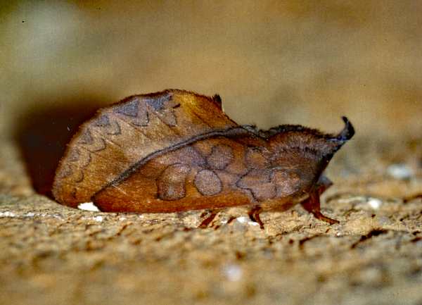 /filer/webapps/moths/media/images/O/oneili_Scalmicauda_A_Roland_01.jpg