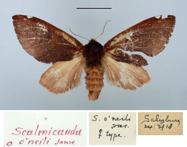/filer/webapps/moths/media/images/O/oneili_Scalmicauda_PT_TMSA.jpg