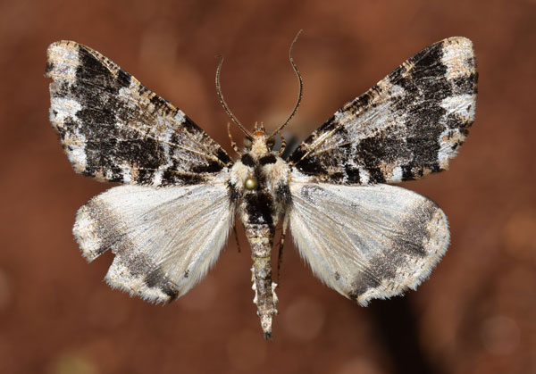 /filer/webapps/moths/media/images/O/oneili_Xylopteryx_A_Butler.jpg