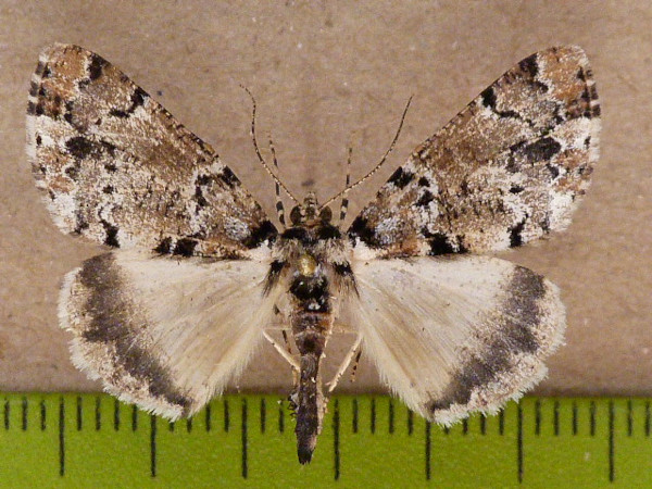 /filer/webapps/moths/media/images/O/oneili_Xylopteryx_A_Butler_02.JPG