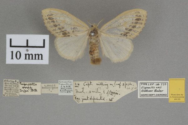 /filer/webapps/moths/media/images/O/onii_Euproctis_HTF_OUMNH_01.jpg
