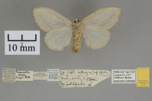 /filer/webapps/moths/media/images/O/onii_Euproctis_HTF_OUMNHb_01.jpg