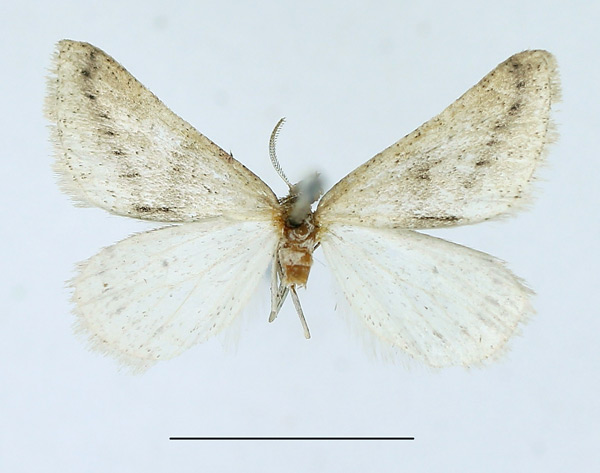 /filer/webapps/moths/media/images/O/onus_Pareclipsis_AF_TMSA.jpg