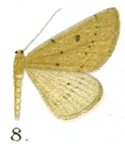 /filer/webapps/moths/media/images/O/onus_Pareclipsis_HT_Prout_17-8.jpg