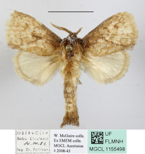 /filer/webapps/moths/media/images/O/onusta_Metarbela_A_MGCLa_01.JPG