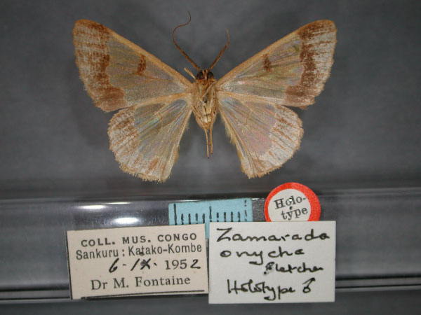 /filer/webapps/moths/media/images/O/onycha_Zamarada_HT_RMCA_02.jpg