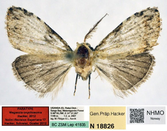 /filer/webapps/moths/media/images/O/onychosoma_Meganola_PT_NHMO.jpg